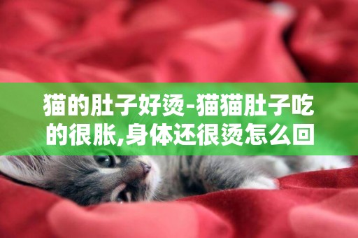 貓的肚子好燙-貓貓肚子吃的很脹,身體還很燙怎么回事?
