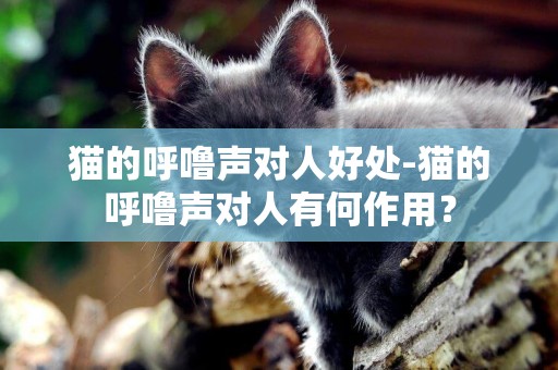 貓的呼嚕聲對人好處-貓的呼嚕聲對人有何作用？