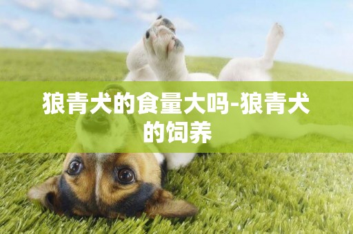 狼青犬的食量大嗎-狼青犬的飼養