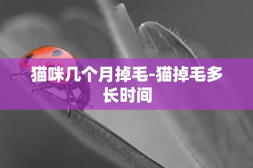 貓咪幾個月掉毛-貓掉毛多長時間