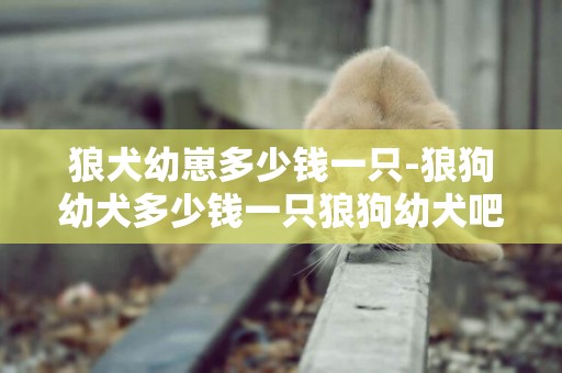 狼犬幼崽多少錢一只-狼狗幼犬多少錢一只狼狗幼犬吧
