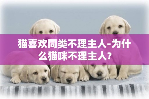 貓喜歡同類不理主人-為什么貓咪不理主人?