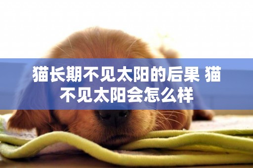貓長期不見太陽的后果 貓不見太陽會怎么樣