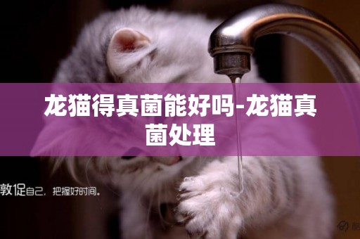 龍貓得真菌能好嗎-龍貓真菌處理