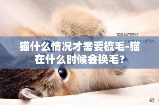 貓什么情況才需要梳毛-貓在什么時候會換毛？