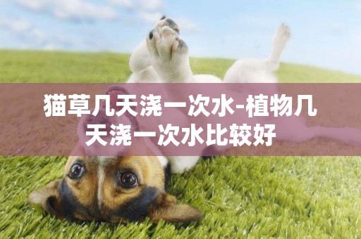 貓草幾天澆一次水-植物幾天澆一次水比較好