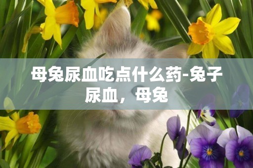 母兔尿血吃點什么藥-兔子尿血，母兔