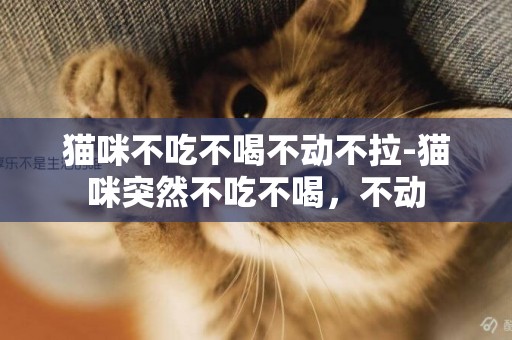 貓咪不吃不喝不動不拉-貓咪突然不吃不喝，不動