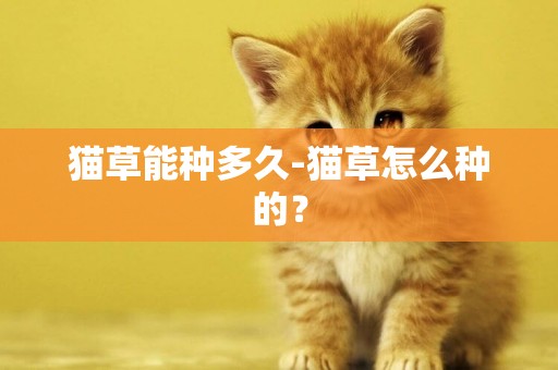 貓草能種多久-貓草怎么種的？