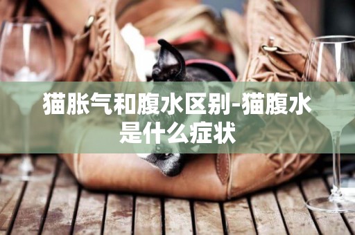 貓脹氣和腹水區別-貓腹水是什么癥狀