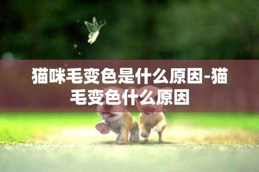 貓咪毛變色是什么原因-貓毛變色什么原因