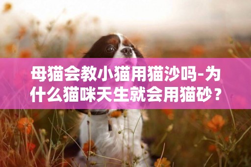 母貓會教小貓用貓沙嗎-為什么貓咪天生就會用貓砂？