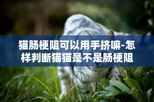 貓腸梗阻可以用手擠嘛-怎樣判斷貓貓是不是腸梗阻