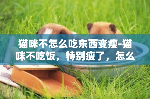 貓咪不怎么吃東西變瘦-貓咪不吃飯，特別瘦了，怎么辦
