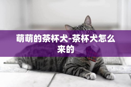 萌萌的茶杯犬-茶杯犬怎么來的