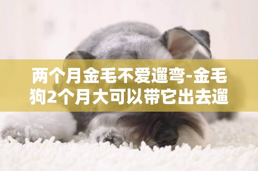 兩個月金毛不愛遛彎-金毛狗2個月大可以帶它出去遛彎么？