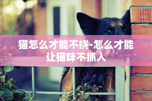 貓怎么才能不撓-怎么才能讓貓咪不抓人