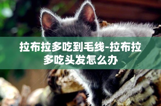 拉布拉多吃到毛線-拉布拉多吃頭發怎么辦