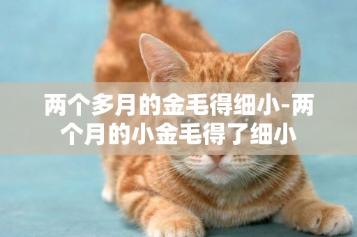 兩個多月的金毛得細小-兩個月的小金毛得了細小