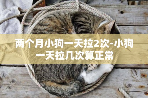 兩個月小狗一天拉2次-小狗一天拉幾次算正常