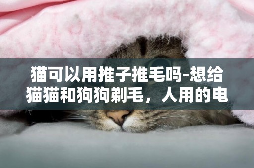 貓可以用推子推毛嗎-想給貓貓和狗狗剃毛，人用的電推子可以嗎？