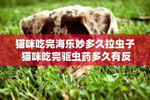 貓咪吃完海樂妙多久拉蟲子 貓咪吃完驅蟲藥多久有反應