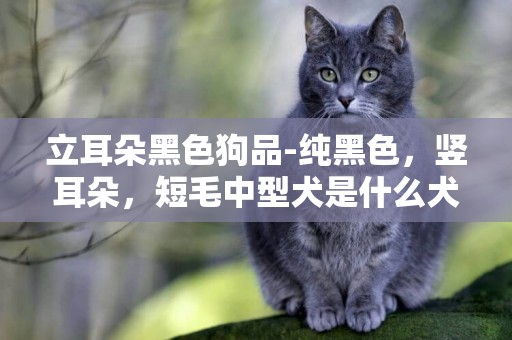 立耳朵黑色狗品-純黑色，豎耳朵，短毛中型犬是什么犬