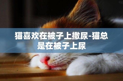 貓喜歡在被子上撒尿-貓總是在被子上尿