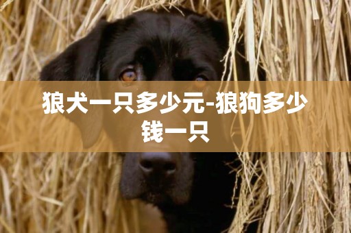 狼犬一只多少元-狼狗多少錢一只