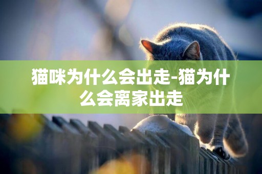 貓咪為什么會出走-貓為什么會離家出走