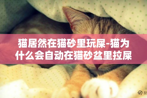 貓居然在貓砂里玩屎-貓為什么會自動在貓砂盆里拉屎？