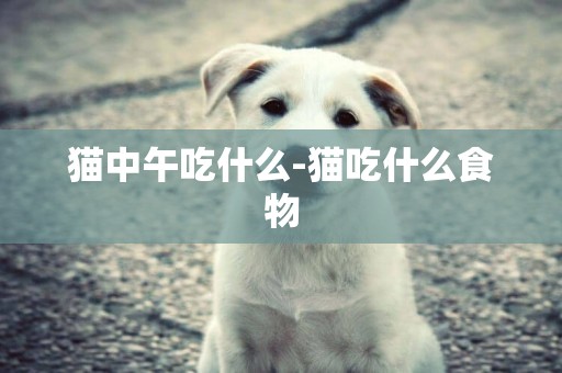 貓中午吃什么-貓吃什么食物