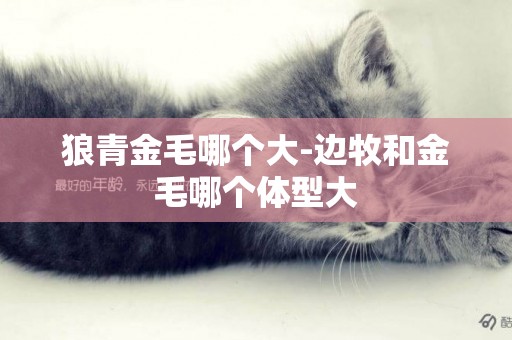 狼青金毛哪個大-邊牧和金毛哪個體型大