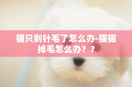 貓只剩針毛了怎么辦-貓貓掉毛怎么辦？？