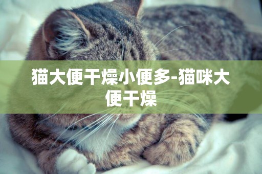 貓大便干燥小便多-貓咪大便干燥