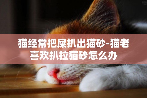 貓經常把屎扒出貓砂-貓老喜歡扒拉貓砂怎么辦