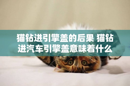 貓鉆進引擎蓋的后果 貓鉆進汽車引擎蓋意味著什么