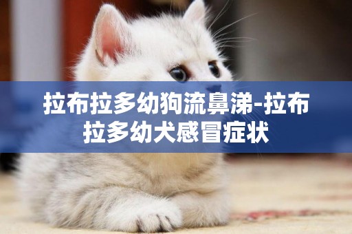 拉布拉多幼狗流鼻涕-拉布拉多幼犬感冒癥狀