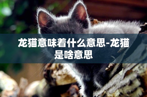 龍貓意味著什么意思-龍貓是啥意思