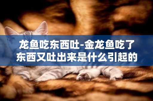 龍魚吃東西吐-金龍魚吃了東西又吐出來是什么引起的