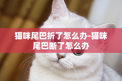 貓咪尾巴折了怎么辦-貓咪尾巴斷了怎么辦