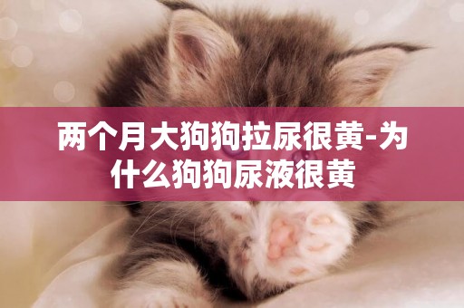 兩個月大狗狗拉尿很黃-為什么狗狗尿液很黃