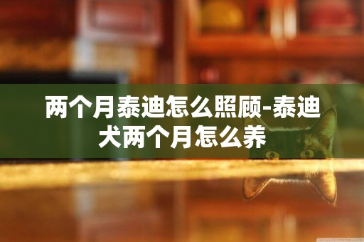 兩個月泰迪怎么照顧-泰迪犬兩個月怎么養