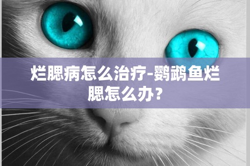 爛腮病怎么治療-鸚鵡魚爛腮怎么辦？