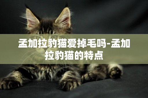 孟加拉豹貓愛掉毛嗎-孟加拉豹貓的特點