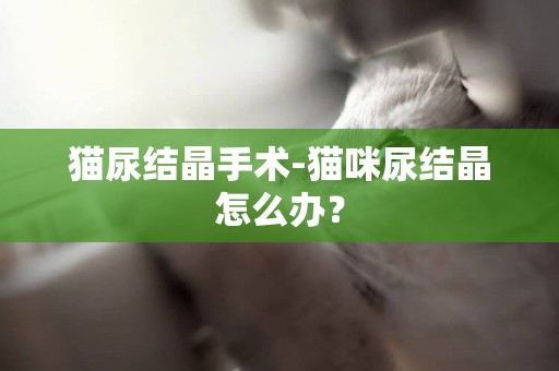 貓尿結晶手術-貓咪尿結晶怎么辦？