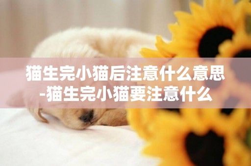 貓生完小貓后注意什么意思-貓生完小貓要注意什么