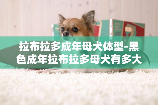 拉布拉多成年母犬體型-黑色成年拉布拉多母犬有多大?