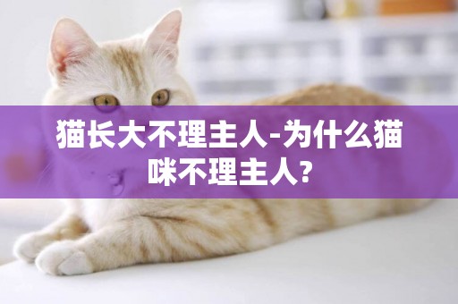 貓長大不理主人-為什么貓咪不理主人?