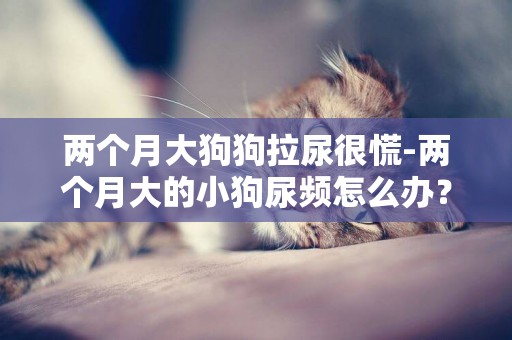 兩個月大狗狗拉尿很慌-兩個月大的小狗尿頻怎么辦？正常嗎
